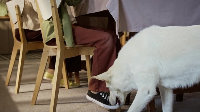 Tilt down view of Caucasian child feeding food to dog under table during family meal. Perfect for pet nutrition branding, domestic lifestyle campaigns, and pet care video ads