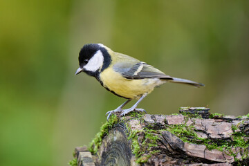 Obraz premium great tit parus major