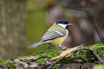 great tit parus major © smirs