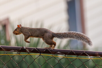 brown squirrel mid leap as it runs along a fence © david