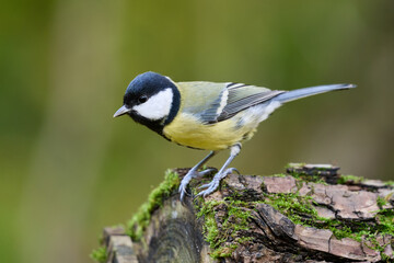 Obraz premium great tit parus major