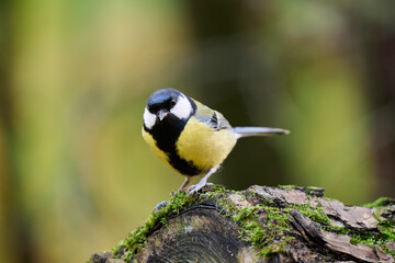 great tit parus major © smirs