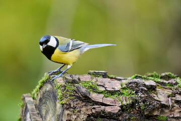 great tit parus major © smirs