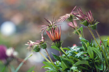Kwiat pysznogłówki szkarłatnej (Monarda didyma,  bergamotka lub pysznogłówka dwoista). © Monika