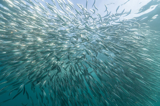 Close-up of silver sardines shoaling under the ocean surface during the Sardine Run off the Wild Coast, South Africa