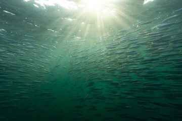 Naklejka premium Sunburst shining through a shoal of sardines in the ocean during the Sardine Run off the Wild Coast, South Africa