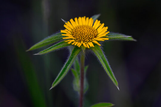 Stechendes Sternauge // Spiny starwort, spiny golden star (Pallenis spinosa) - Sedano, Burgos, Spanien