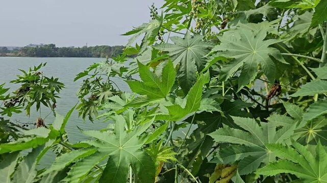 Large Green Castor Oil Plant Leaves Growing Near Lake Shore Outdoors
