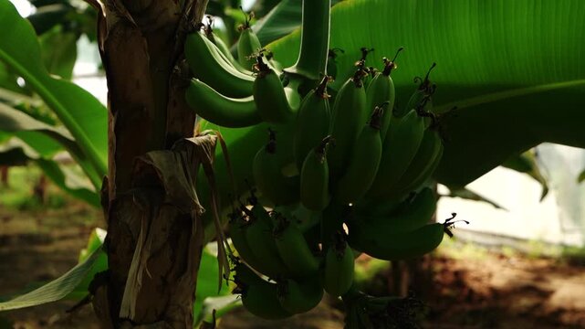 Green bananas growing on banana tree in plantation