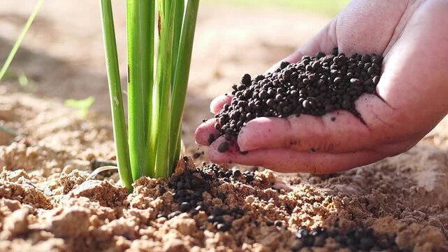 Slow motion close up farmer hand applying organic compost fertilizer pellets to young green plant in the field