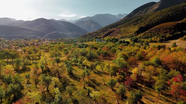 Aerial view panorama of yellow autumn forest in the mountains