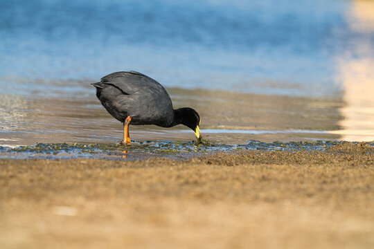 Red-gartered coot (Fulica armillata) feeding on shore in Chile