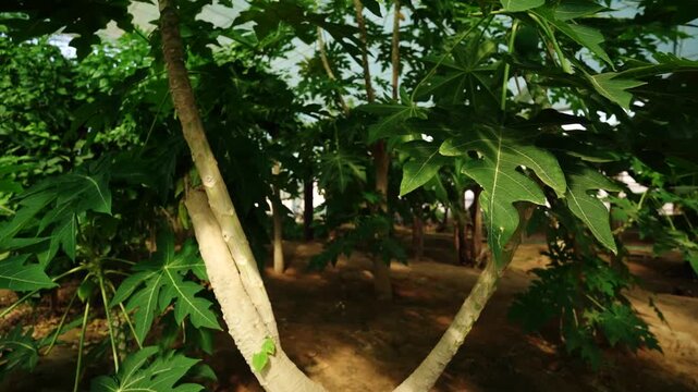 Papaya trees growing in tropical garden