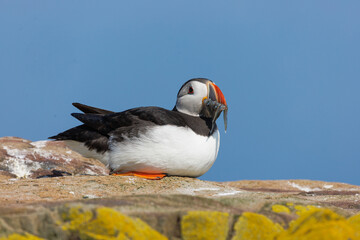 Obraz premium An Atlantic puffin carrying a mouthful of sand eels. With its colourful beak and distinctive black-and-white plumage