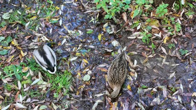 Male and female mallard ducks forage on wet muddy ground covered with fallen autumn leaves.
