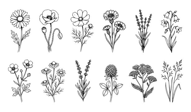 Hand Drawn Wildflower Sketch Set with Minimalist Botanical Flower Illustrations