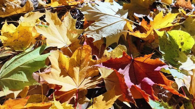 Closeup of colorful fallen maple leaves in yellow, orange and green lying on the ground.