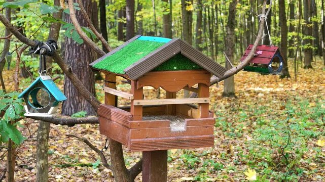 Tit birds fly to and from colorful wooden bird feeders in an autumn forest.