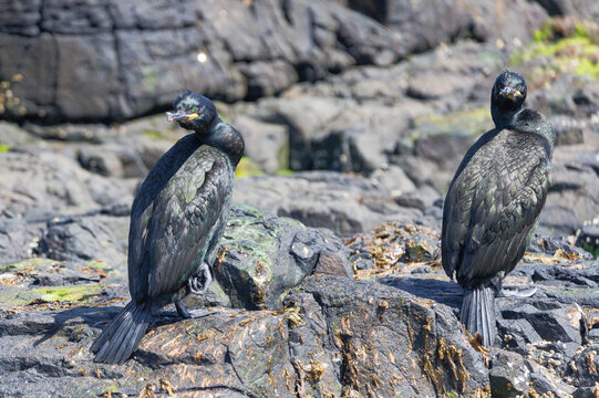 cormorants on the rocks of the farne islands