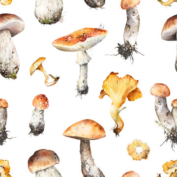 Watercolor hand drawn seamless pattern with porcini, chanterelle, bolete, fly agaric, mushrooms isolated on white background. Rustic autumn woodland design for fall and nature fabric