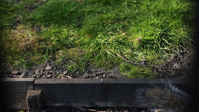 Horizontal stock video clip of a wild grey squirrel foraging and searching for food on green grass in a sunny park