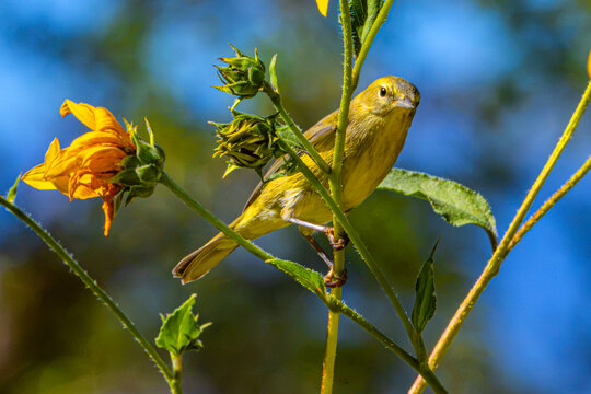 Orange-crowned Warbler (Leiothlypis celata), Perched Next to a Prairie Sunflower (Helianthus petiolaris) Bloom