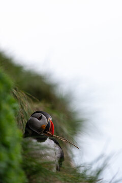 Atlantic puffin holding dry stems in its colorful beak among blurred coastal vegetation at Hafnarholmi, Iceland, in summer. Vertical wildlife portrait with pale sky and copy space.