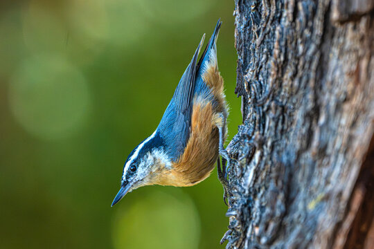 Red--breasted Nuthatch (Sitta canadensis) Photo, Perched Over a Transparent Isolated PNG Background