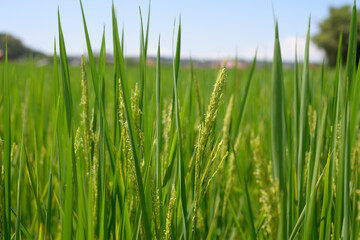 Fototapeta premium Green rice plant paddy field agriculture summer outdoor rural nature growth crop food landscape blue sky