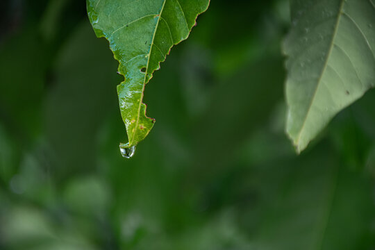 Water drop hanging from the tip of a wet green leaf with insect-eaten edges against a soft green blurred background