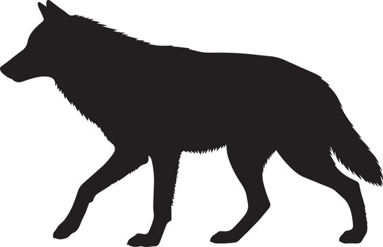 Black wolf silhouette in walking pose, detailed side profile vector
