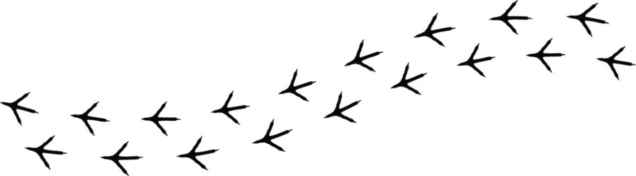 Walking Bird Footprints Silhouette Set with Natural Tracks and Animal Tracks Vector Illustration