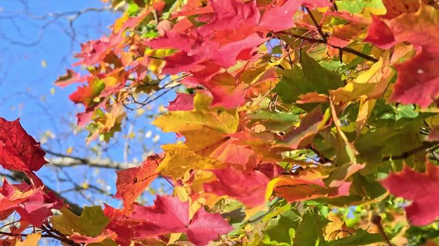 A close-up of a leafy tree with a blue sky in the background