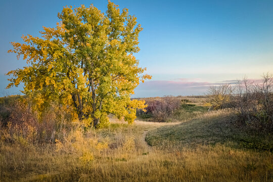 Golden Autumn Tree in the Saskatchewan Prairie Under a Clear Blue Sky