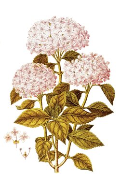 Garden Hydrangea, Bigleaf or French Hydrangea, Hydrangea macrophylla, Hydrangeaceae, Illustration by Angela Rossi Bottione, watercolour, 1802-1806, Historic, digitally restored reproduction from a 19th century original, Record date not stated