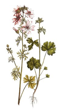 Musk-mallow (Malva moschata), digitally restored reproduction of an original from the 19th century, exact original date not known