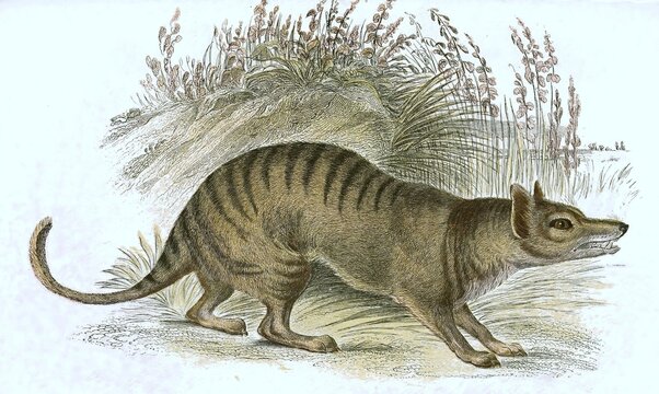 Tasmanian wolf (Thylacinus cynocephalus), also called Tasmanian wolf, marsupial tiger or thylacine, was the largest predatory marsupial that lived on the Australian continent after the Quaternary extinction wave, digitally restored reproduction of an original 19th century original