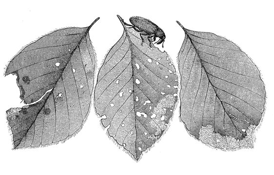 Insects, black beech weevil, Orchestes fagi, feeding traces of the larva and the beetle on beech leaves, Historical, digitally restored reproduction from a 19th century original