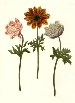 Anemone plena flore purpurea, Anemone hortenisis flore rubro, Anemone lutea et rubra, Variants of the Anemone, Historical, digitally restored reproduction of a 19th century original