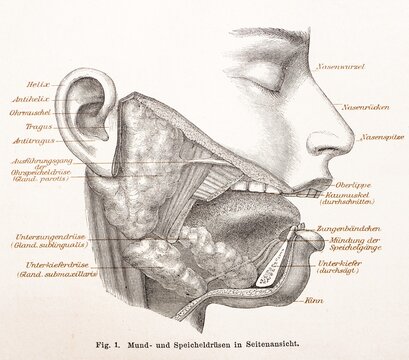 Medicine, anatomy, drawing of the human face with oral and salivary glands, helix, antihelix, auricle, tragus, antitragus, excretory duct of the parotid gland (glandula parotidea or parotis), submandibular gland (glandula submandibularis), root of the nose, bridge of the nose, tip of the nose, upper lip, masseter muscle, frenulum of the tongue, mouth of the salivary ducts, lower jaw, chin, historical illustration in black and white from Meyers encyclopedia 4. Edition 1889 and 1890, Germany