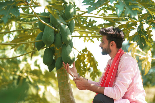 happy young indian farmer sitting at green papaya field