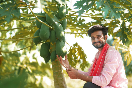 happy young indian farmer sitting at green papaya field