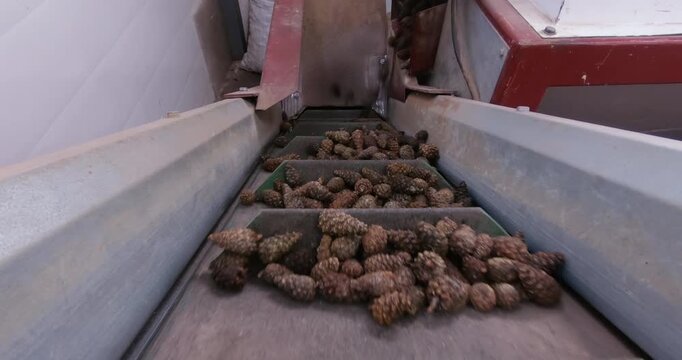 Extracting seeds from pine cones. The process of cleaning the cones and extracting the seeds for subsequent forest restoration.