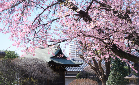 Sakura au Parc d'Ueno