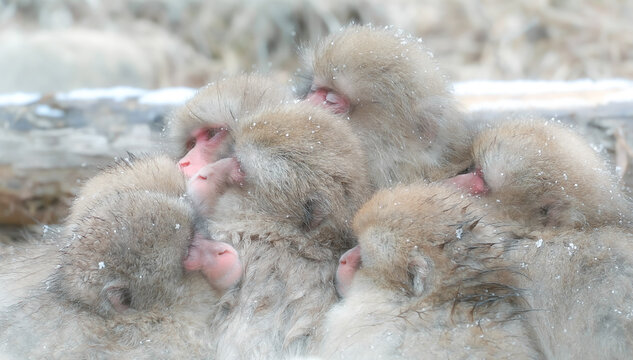 Jigokudani Monkey Park