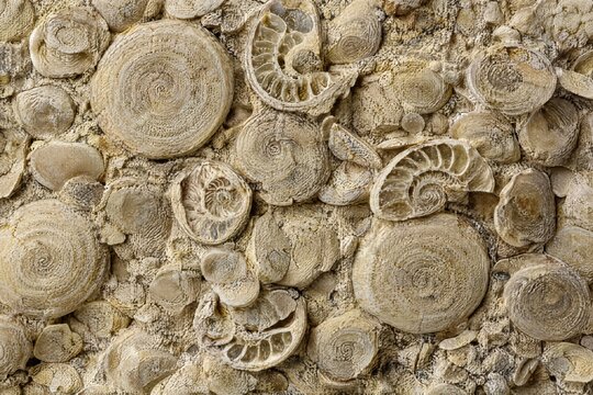 Nummulitic limestone packed with coin shaped fossils