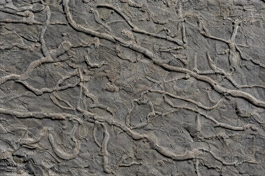 Fossil worm burrows trace fossils on mudstone