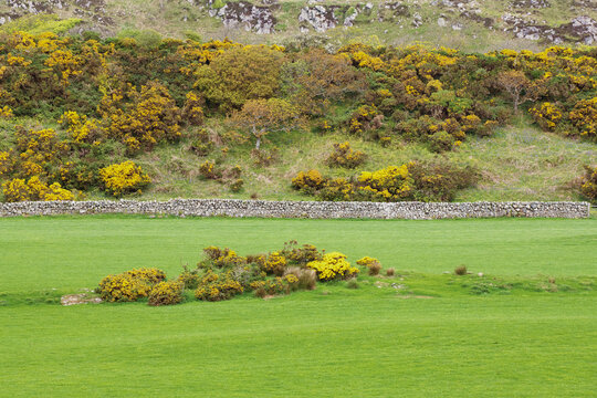 A beautiful landscape on the Isle of Islay in Scotland, featuring lush green meadows, vibrant yellow gorse bushes, and the peaceful, unspoiled scenery of the Scottish Hebrides.