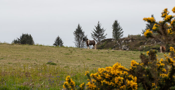 Scenic landscape on the Isle of Islay, Scotland, featuring lush green meadows, bright yellow gorse bushes and horses grazing in the peaceful countryside.