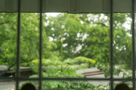 Rainy Day View from Inside House Looking Out Glass Window to Lush Green Space and Garden Foliage During Rainstorm